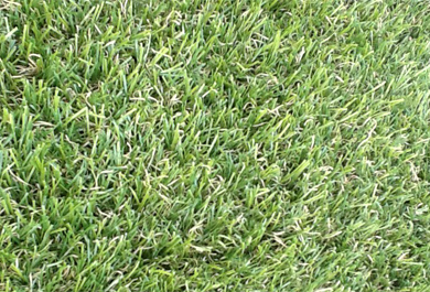 I333932 דשא אואזיס