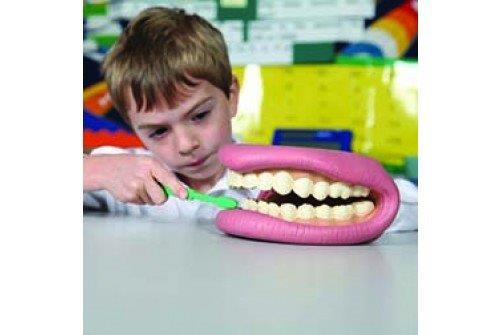 P-180006 סט הדגמה ללמוד צחצוח שיניים P-180006